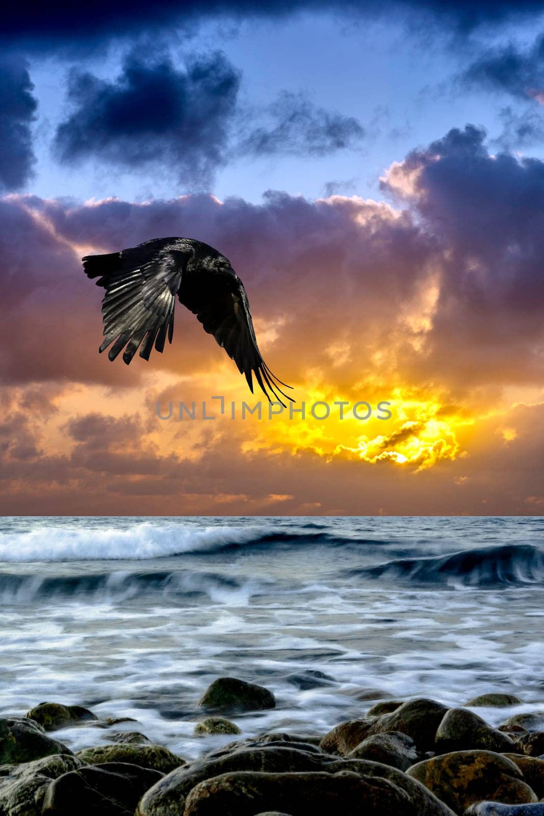 Dramatic sunrise over the sea with flying raven - Gouves, Crete, Greece