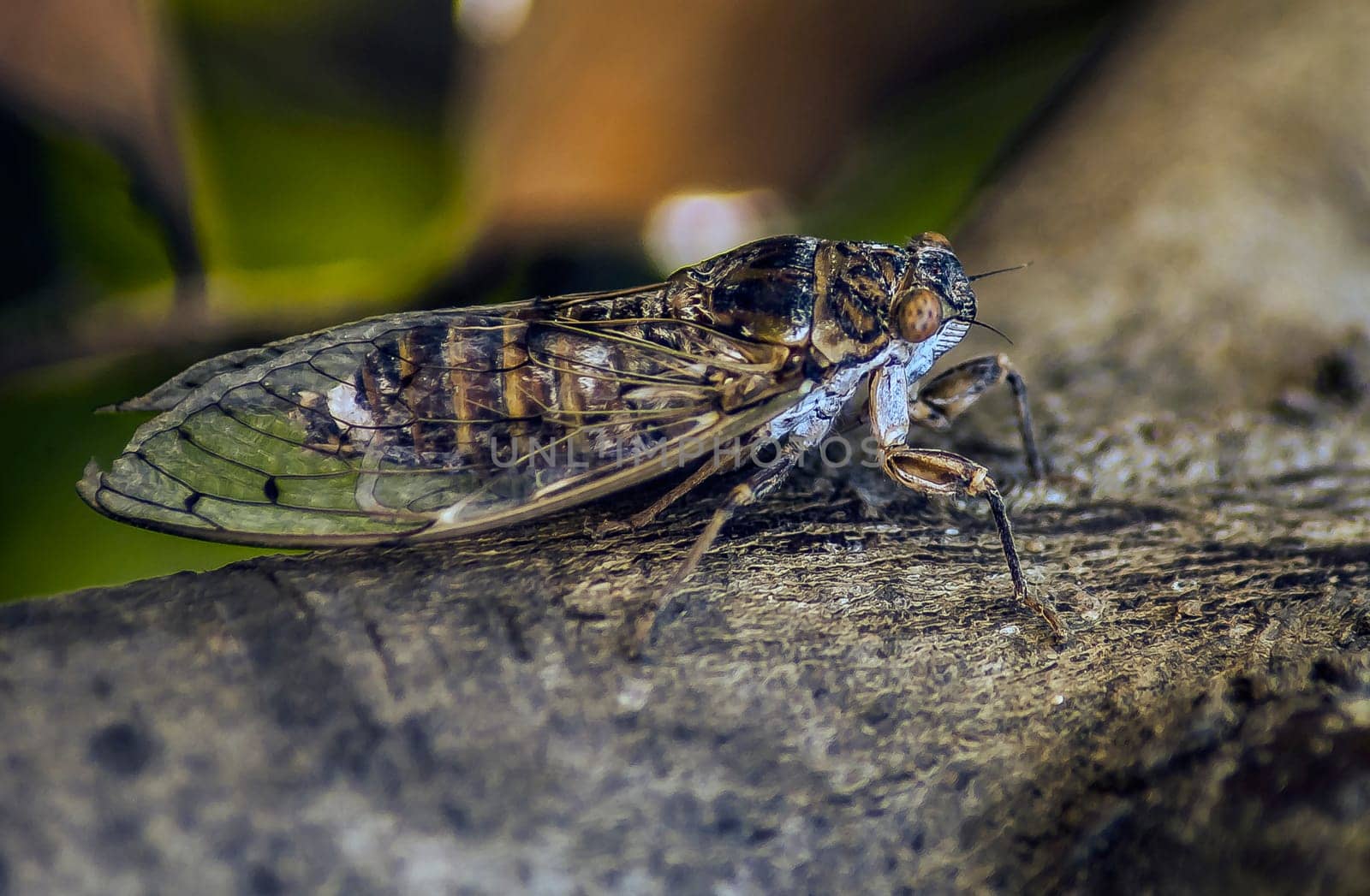 Cicada in Greece - Crete