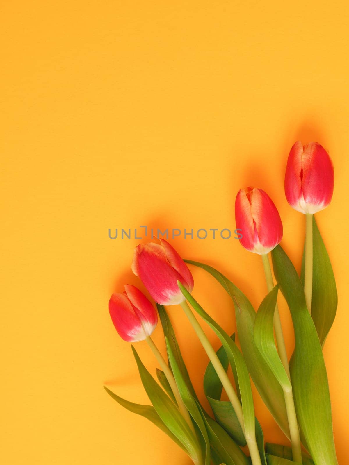 Colorful springtime background with beautiful tulips, seasonal background