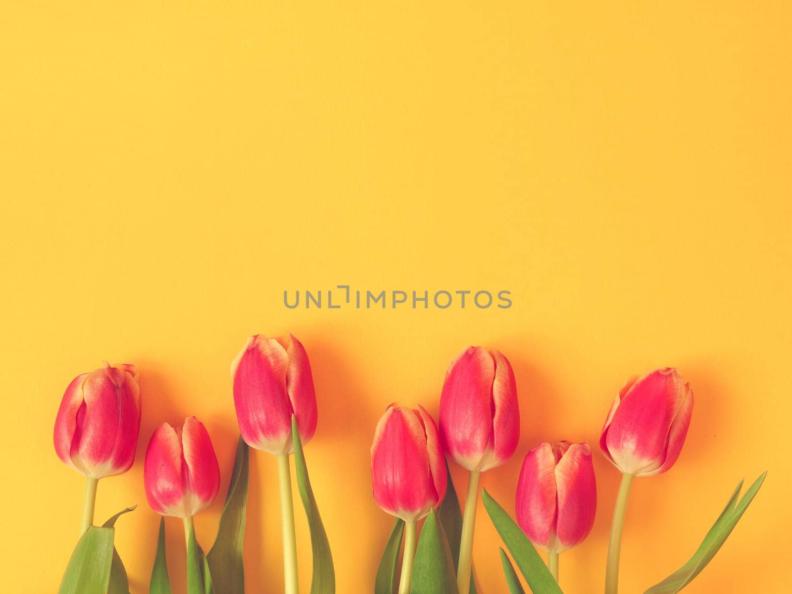 Colorful springtime background with beautiful tulips, seasonal background
