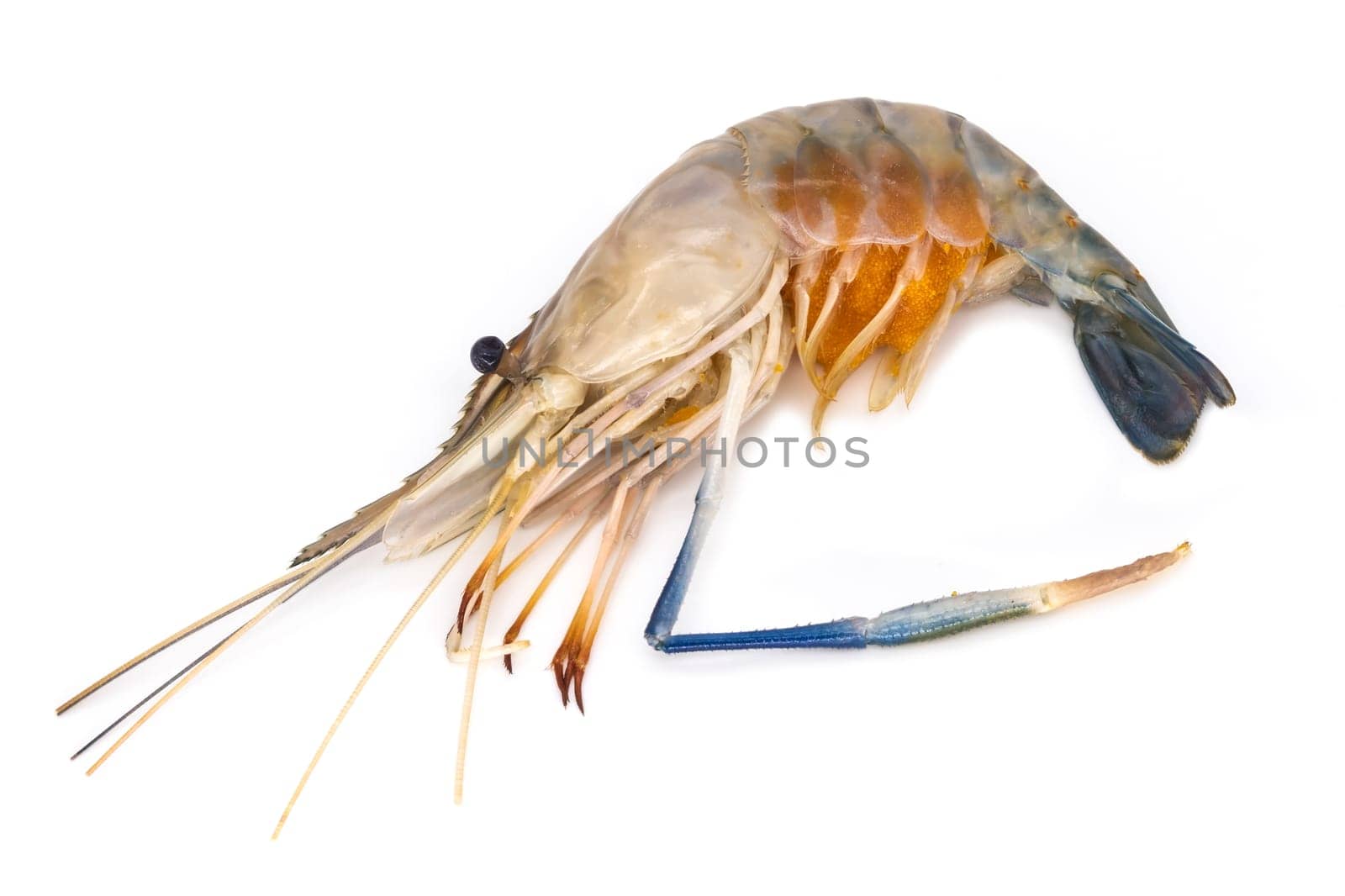 Shrimps,close-up of shrimp on white background