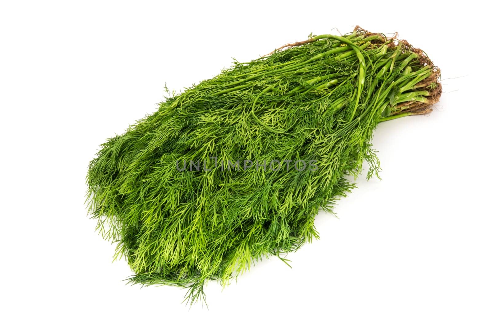 Bund Dille isolated,close-up of green dill herb on a white background