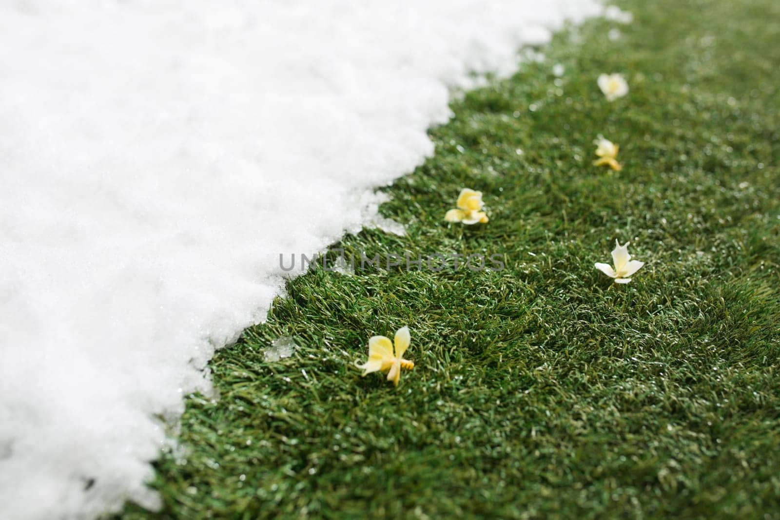 Meeting white snow and green grass with flowers close up - between winter and spring concept background. Conceptual image about spring. Selective focus. Background with copy space
