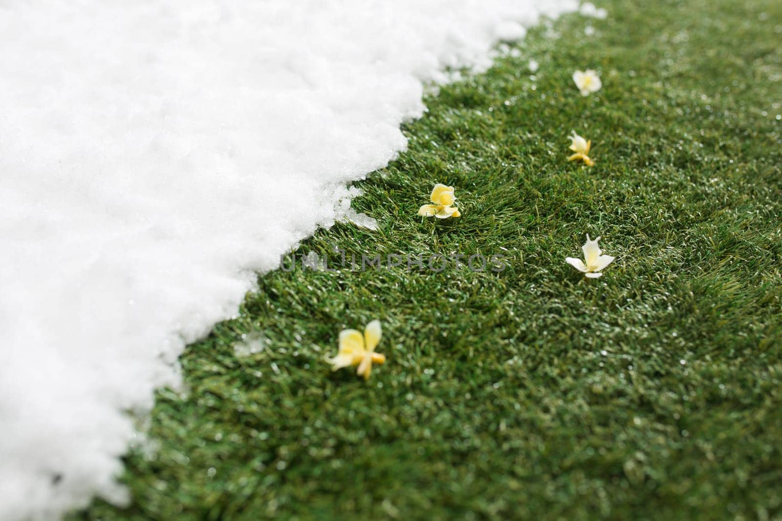 Meeting white snow and green grass with flowers close up - between winter and spring concept background. Conceptual image about spring. Selective focus. Background with copy space