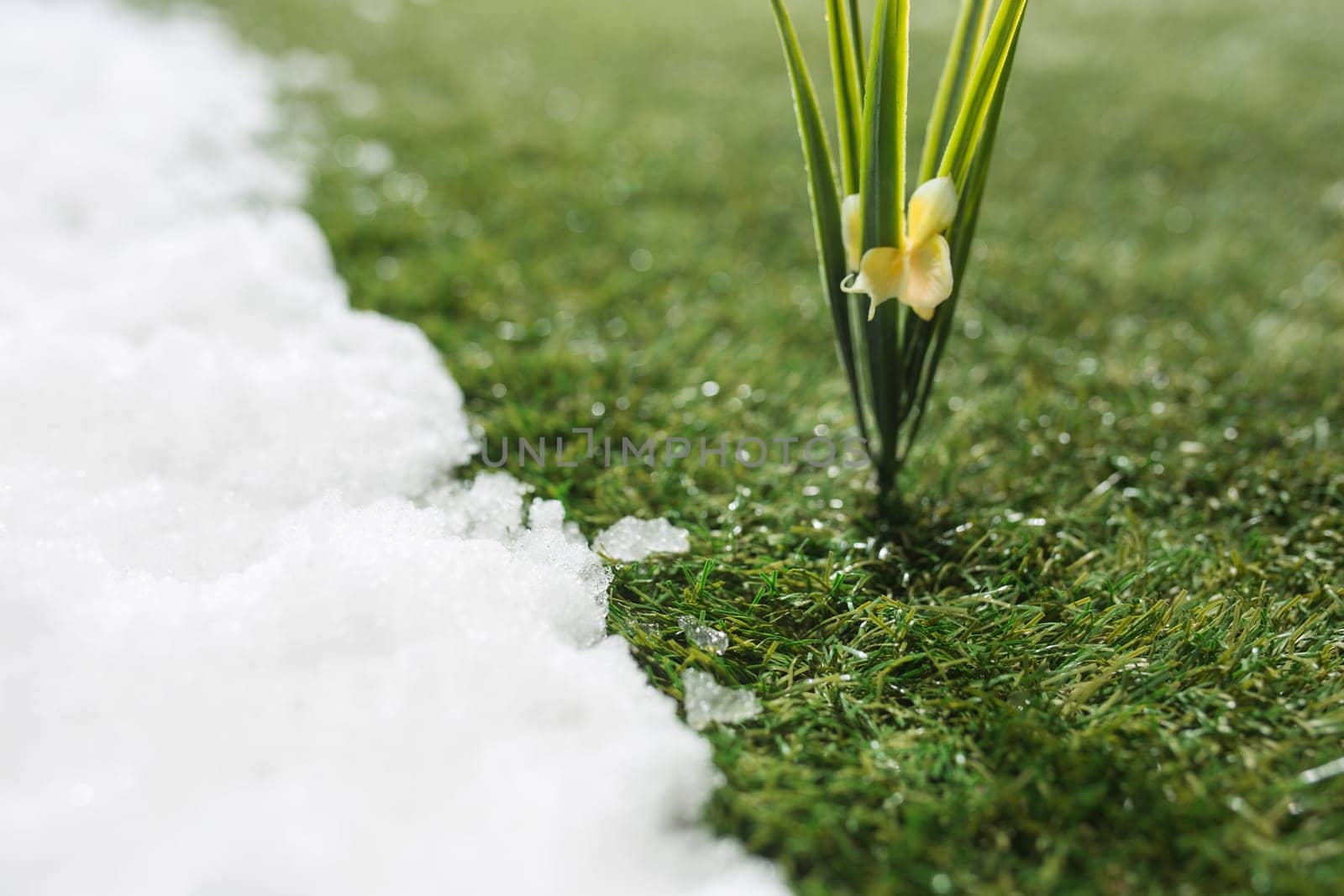 Meeting white snow and green grass with flowers close up - between winter and spring concept background. Conceptual image about spring. Selective focus. Background with copy space