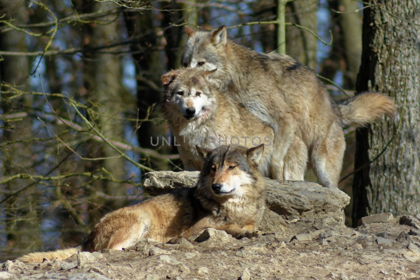 Timber Wolves