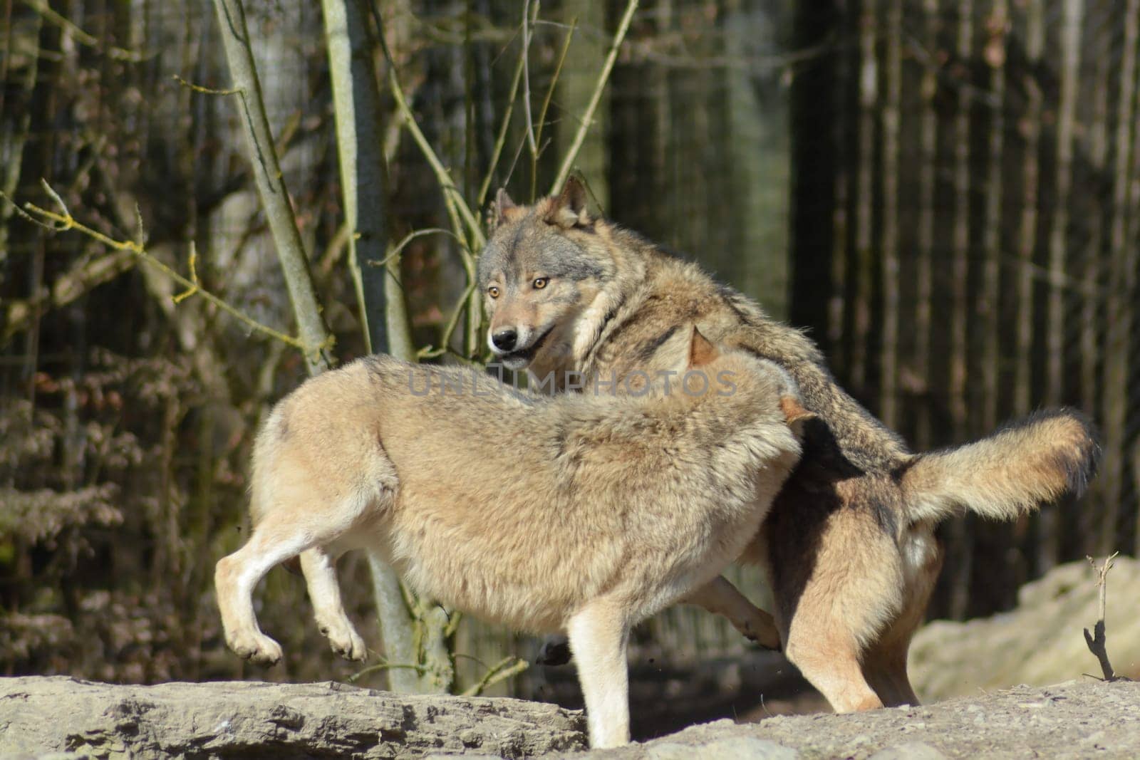 Timber Wolves