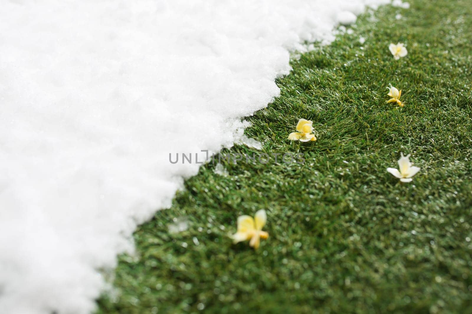 Meeting white snow and green grass with flowers close up - between winter and spring concept background. Conceptual image about spring. Selective focus. Background with copy space