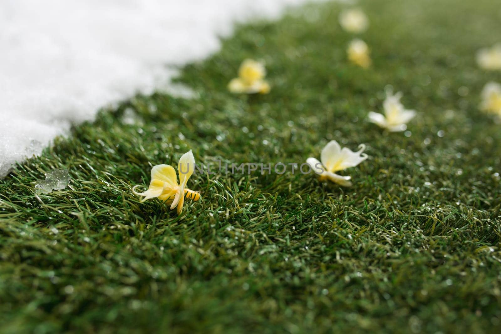 Meeting white snow and green grass with flowers close up - between winter and spring concept background. Conceptual image about spring. Selective focus. Background with copy space