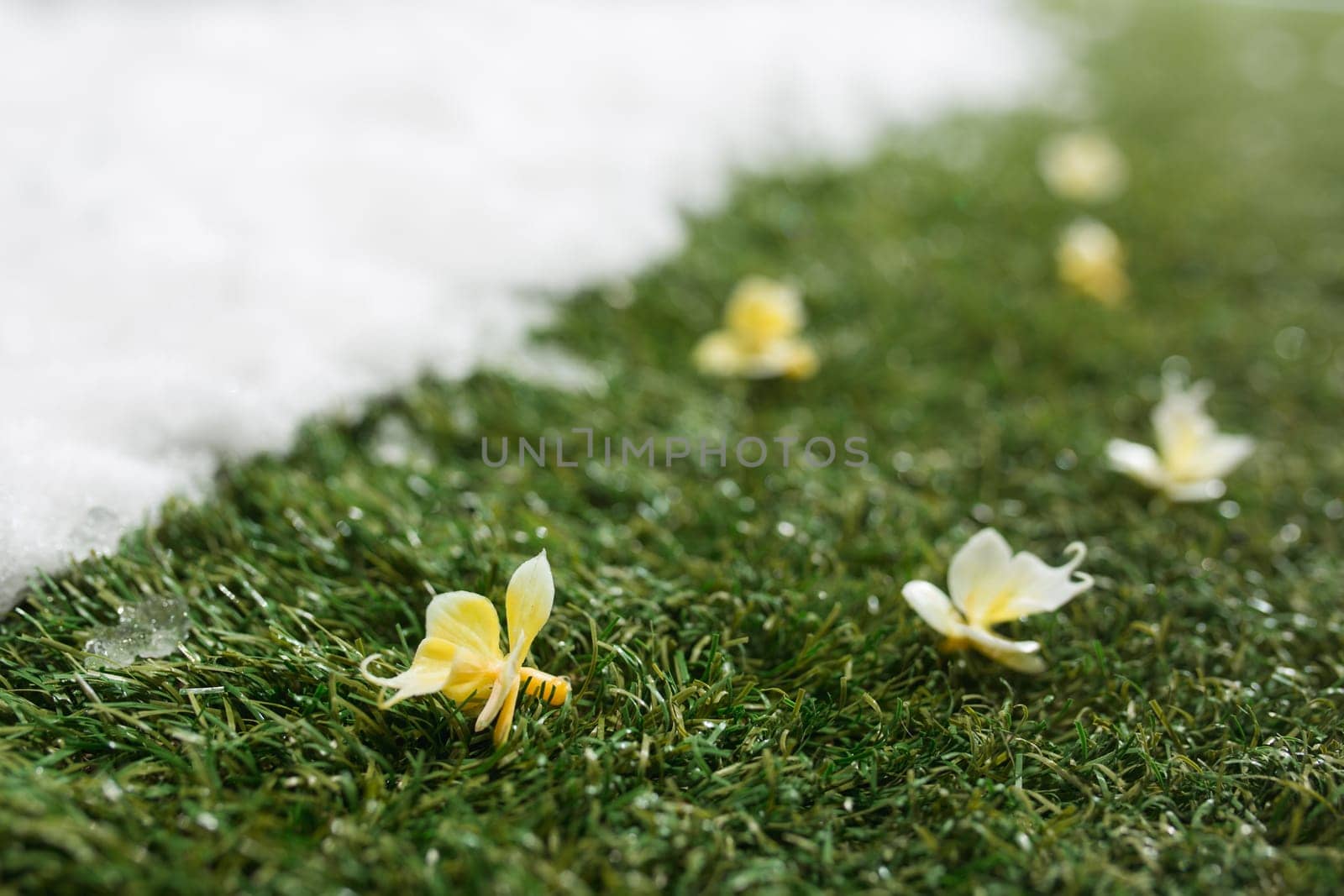 Meeting white snow and green grass with flowers close up - between winter and spring concept background. Conceptual image about spring. Selective focus. Background with copy space