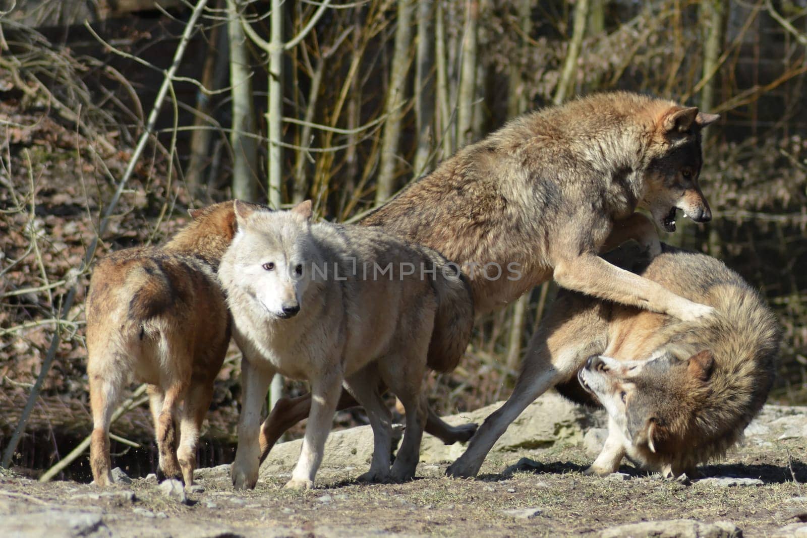 Timber Wolves