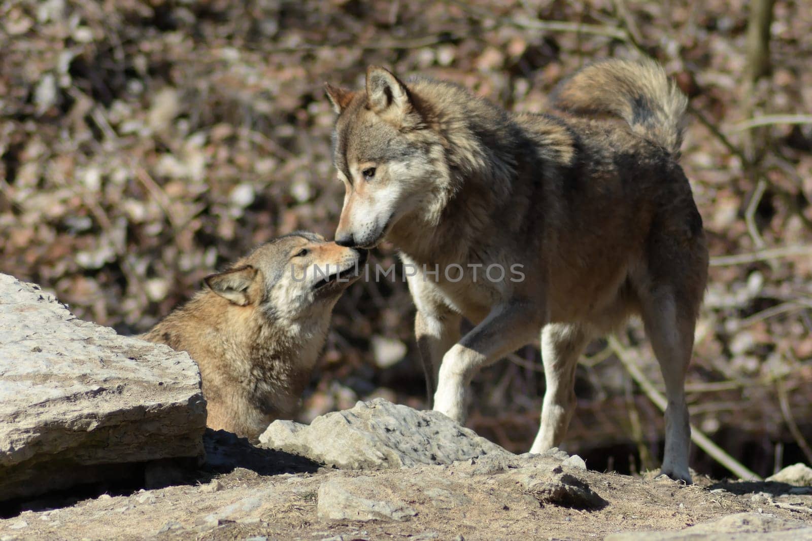 Timber Wolves