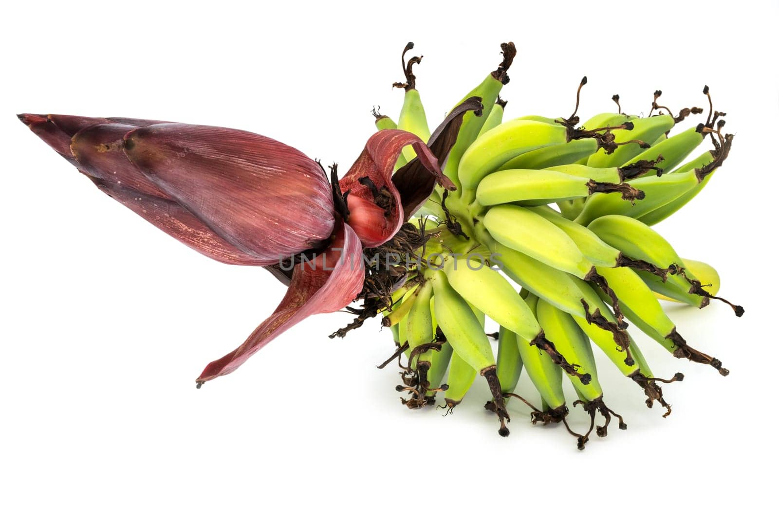Fresh bananas from the tree,banana tree with flower