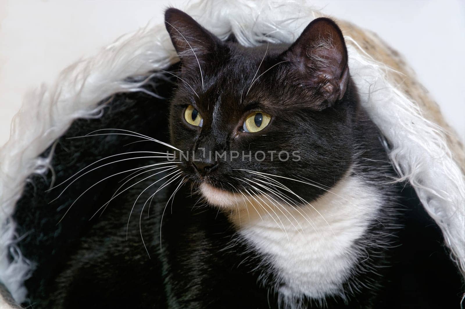 Cat in the cat cave