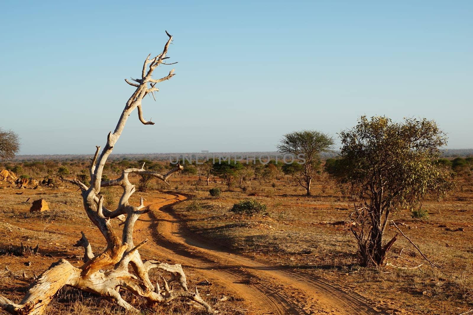 Dusty slope in the early morning sun in the savannah of Tsavo East