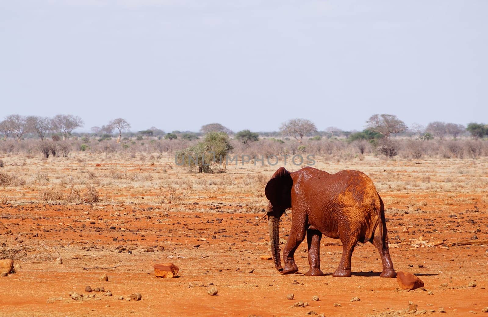 Mud-covered elephant at the waterhole of Tsavo East Kenya