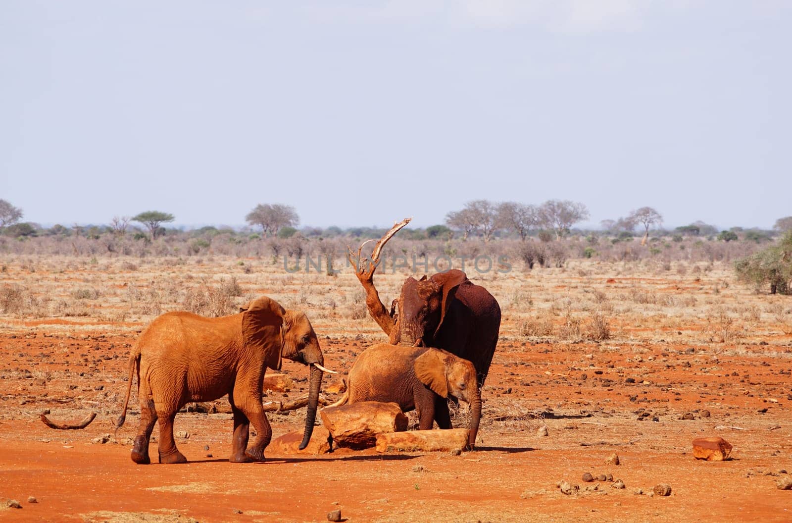 Three mud-covered elephants at the waterhole of Tsavo East Kenya