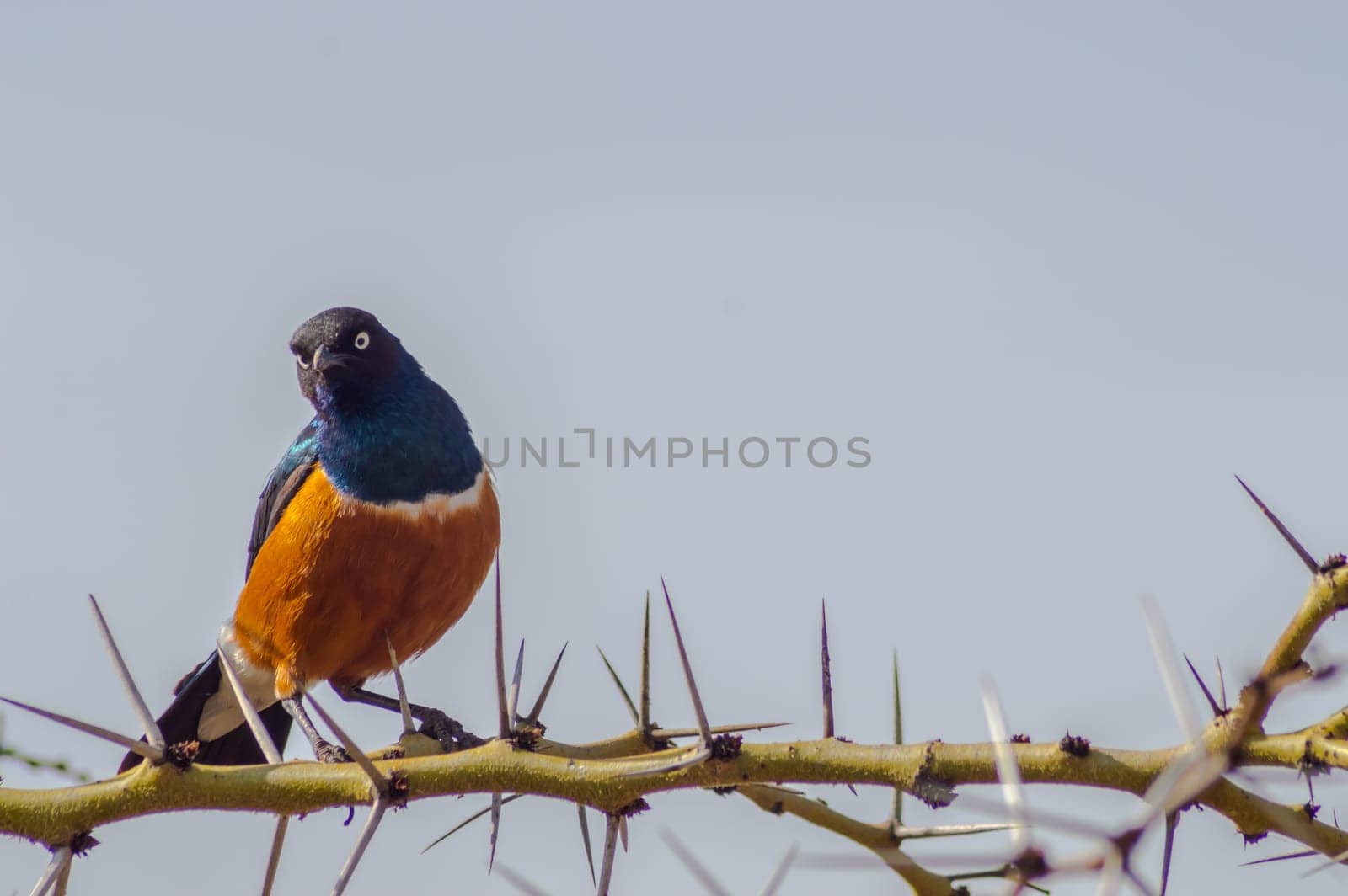 Superb Starling with naughty look on a branch in the savannah of the amboseli in Kenya
