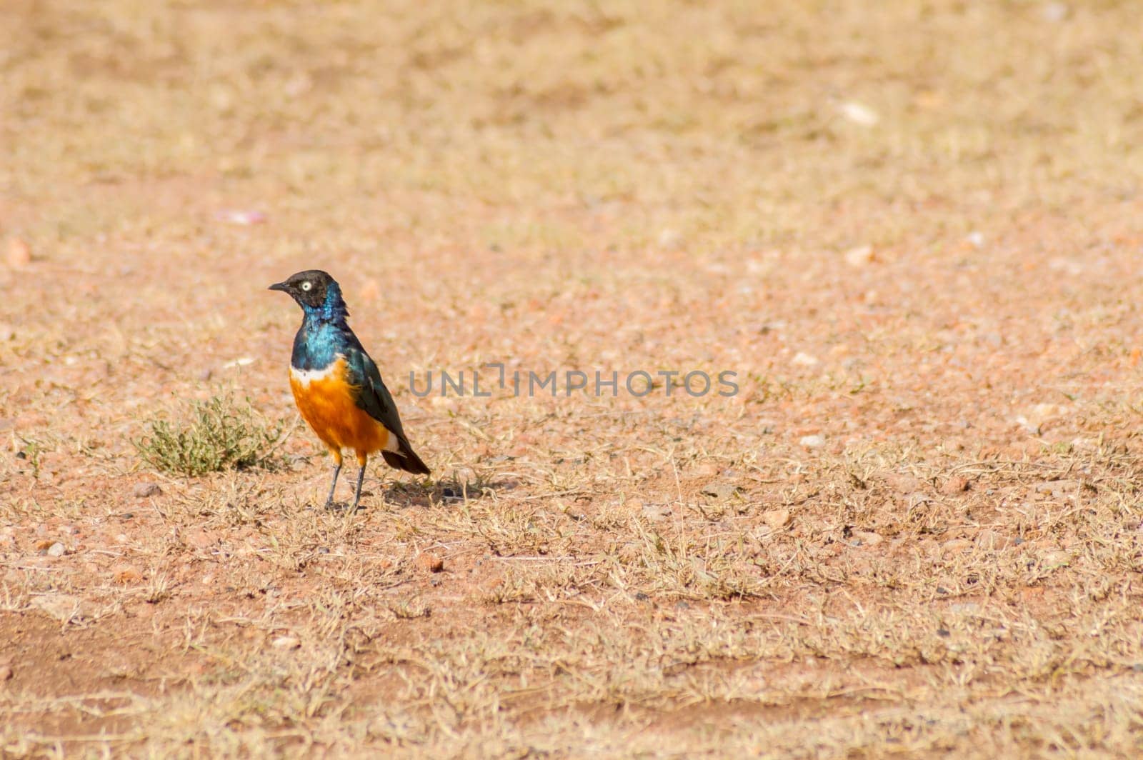 Superb Starling in the savannah grassland of the amboseli in Kenya