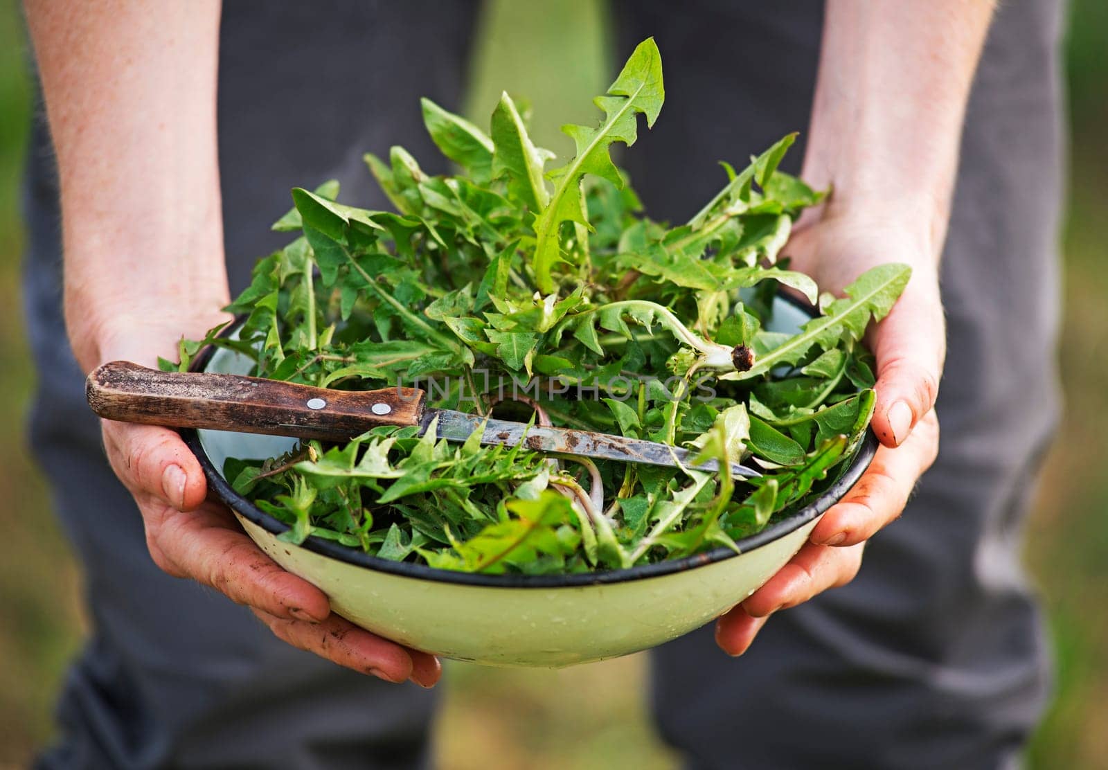 Picking with knife a fresh dandelion leaves in nature