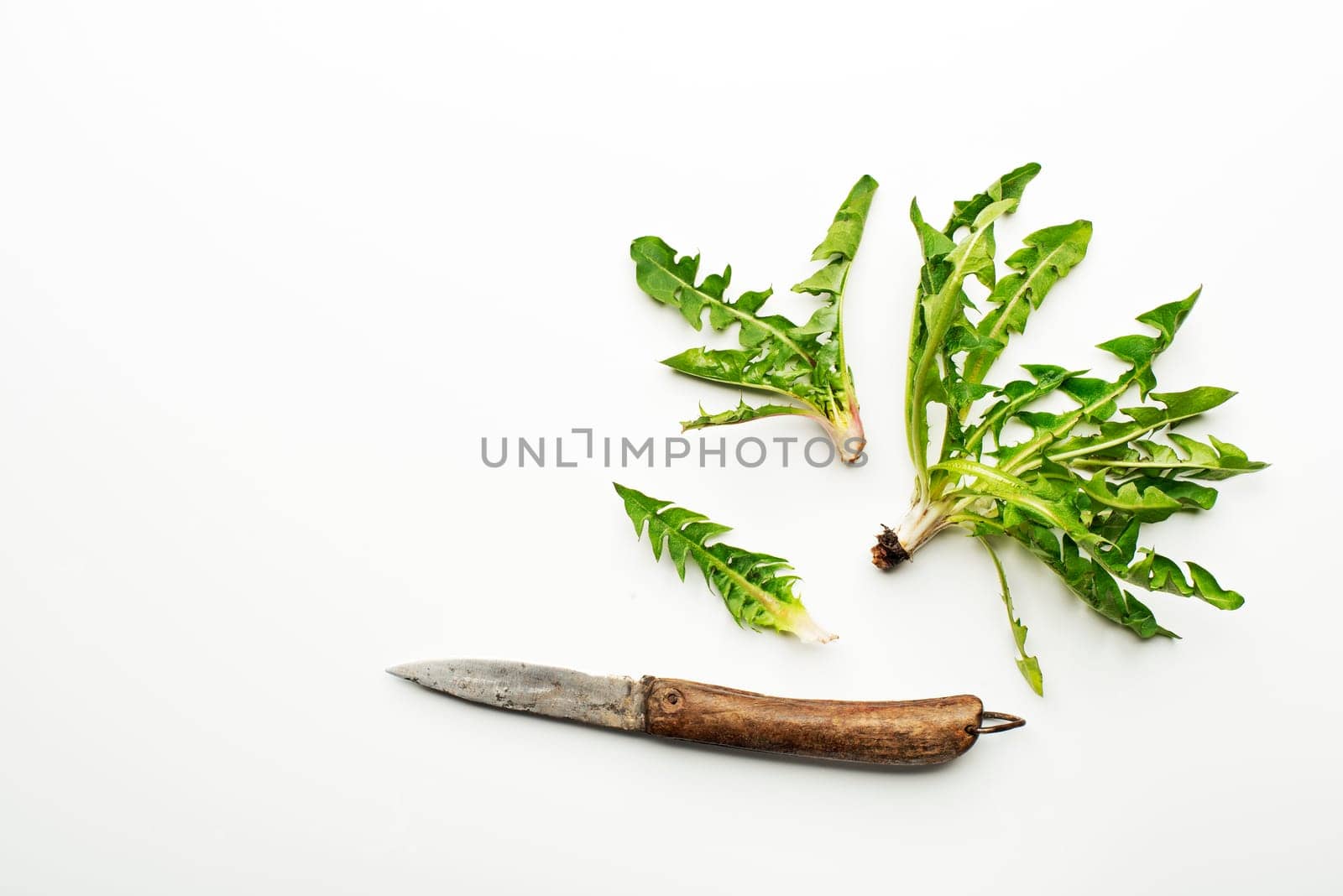 Fresh dandelion leaves on white background overhead shoot
