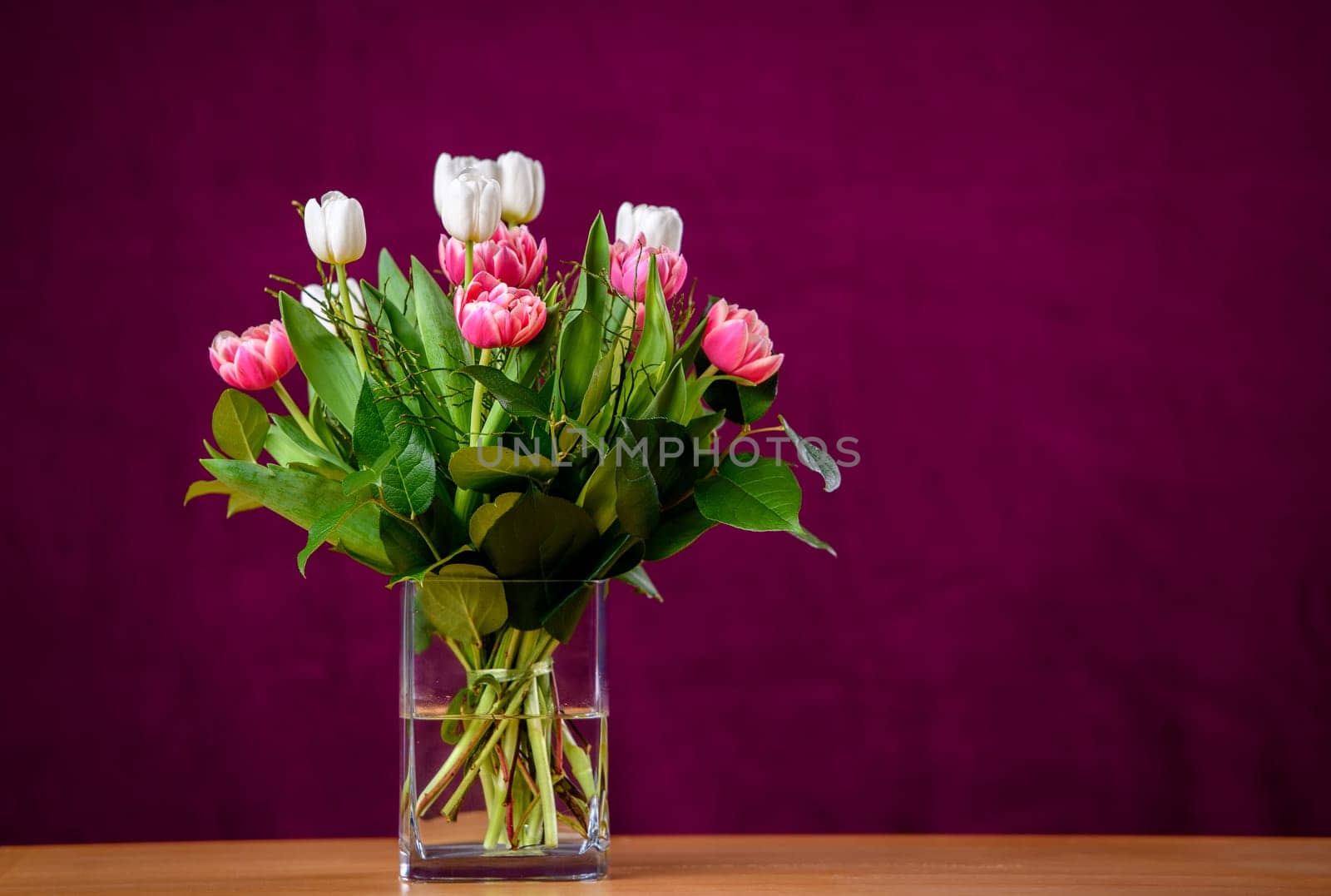 bouquet of white and pink tulips  in front of wine-red  background