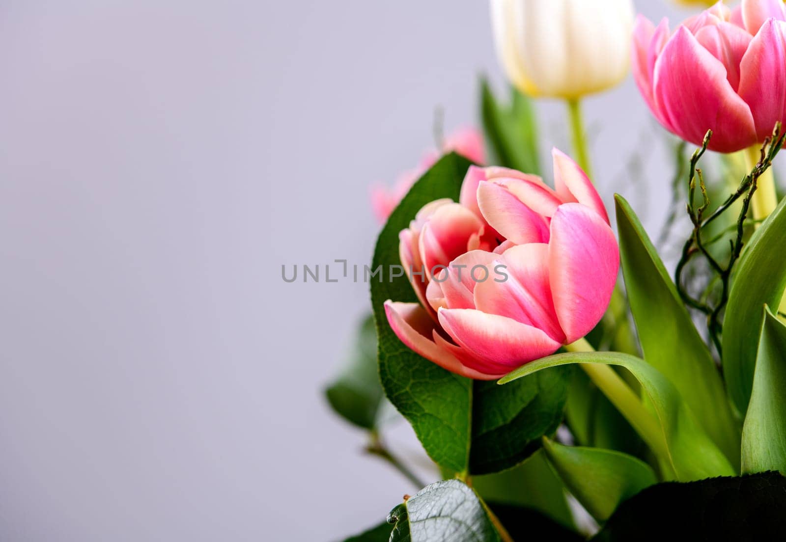 bouquet of white and pink tulips  in front of bright  background