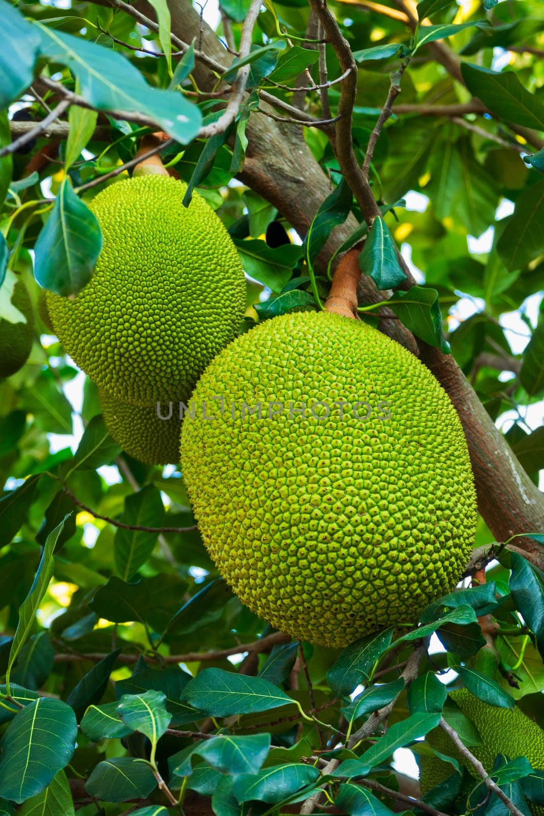 Jackfruit on the tree,tropical fruit in nature