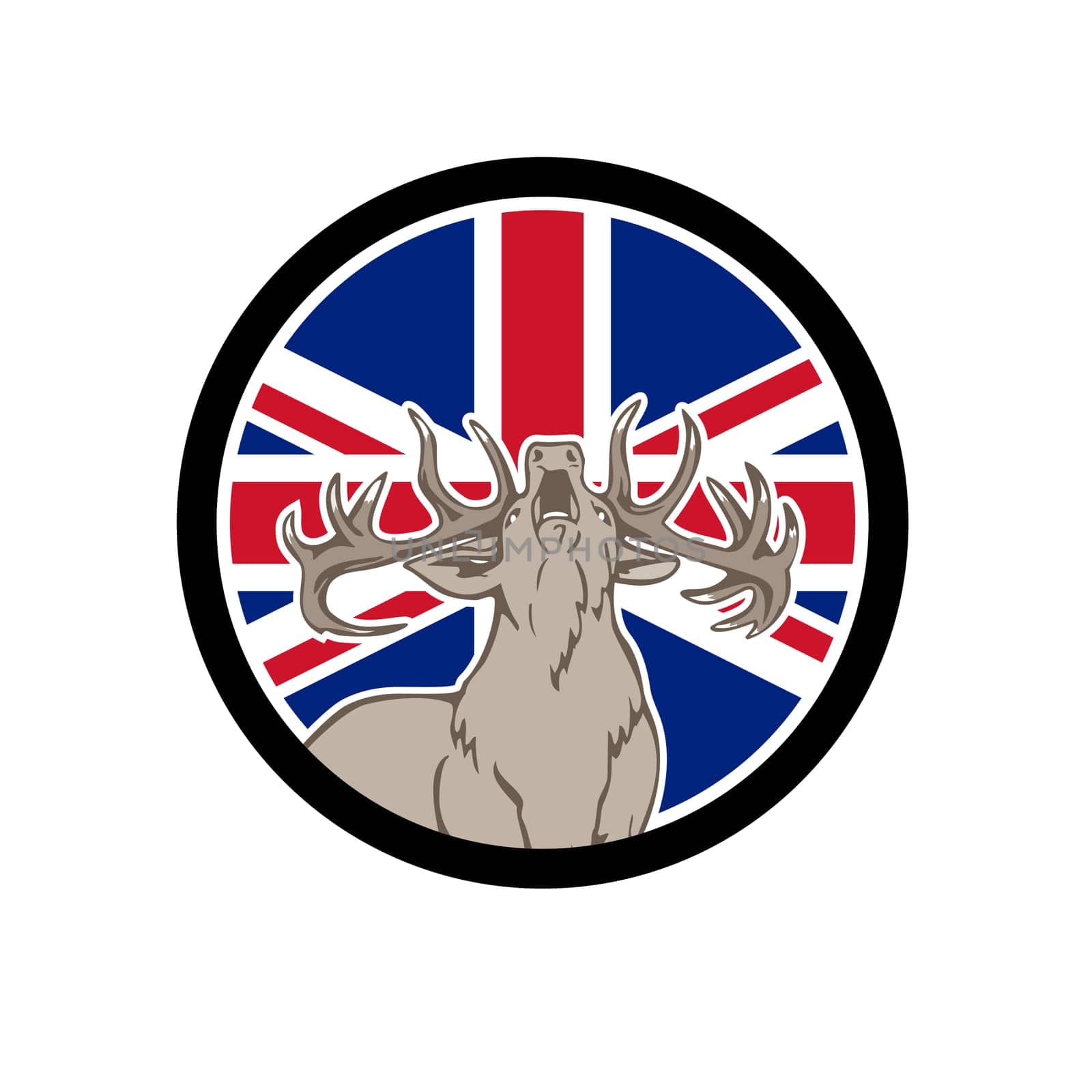 Icon retro style illustration of a British red stag deer,  Cervus elaphus, roaring front view  with United Kingdom UK, Great Britain Union Jack flag set inside circle on isolated background.