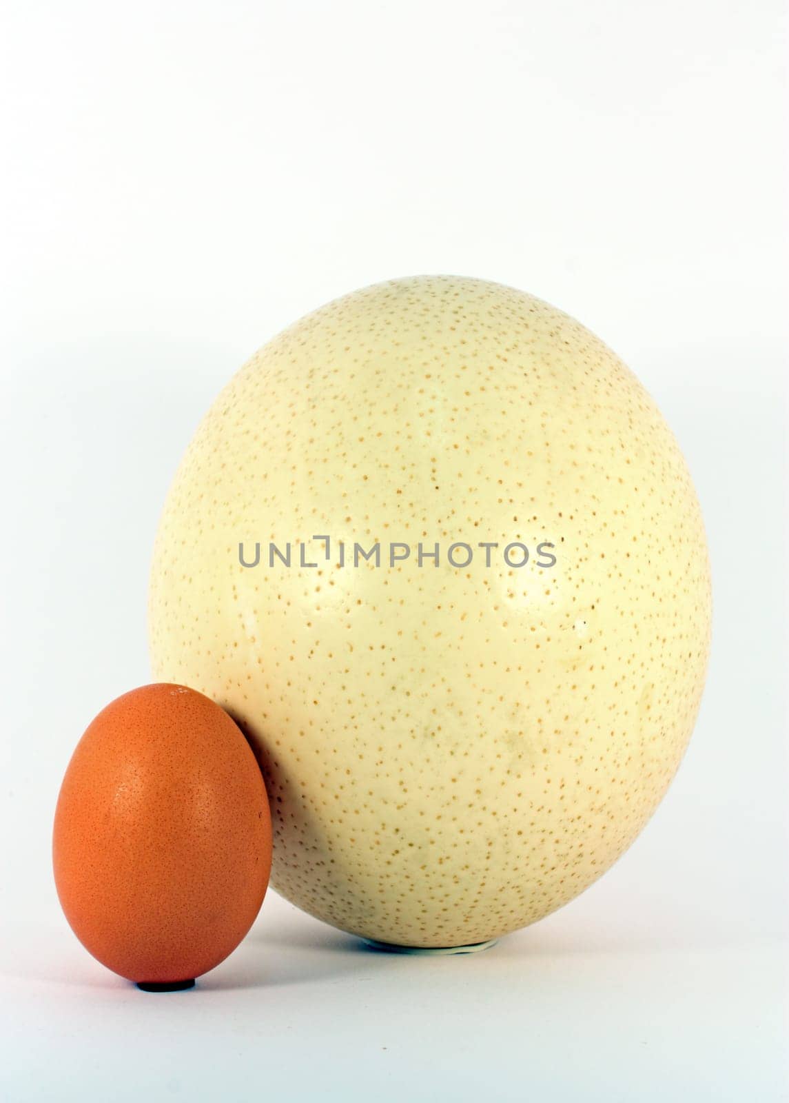 Chicken and ostrich eggs isolated on white