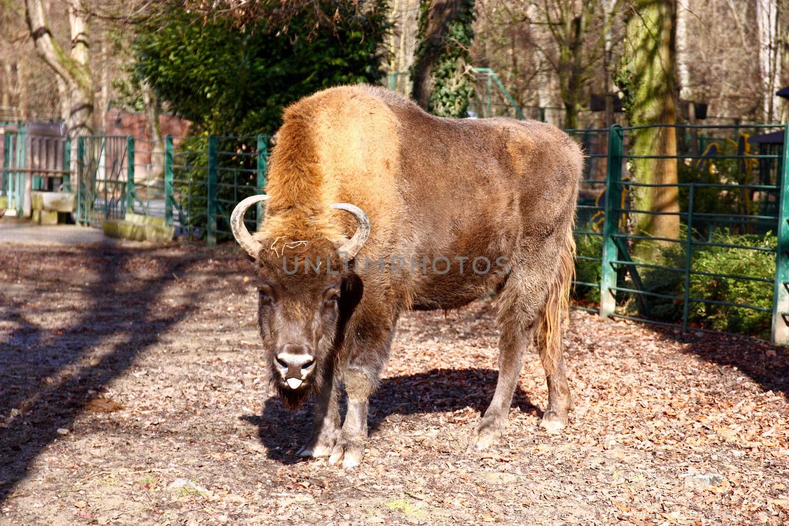 European bison photo taken in ZOO