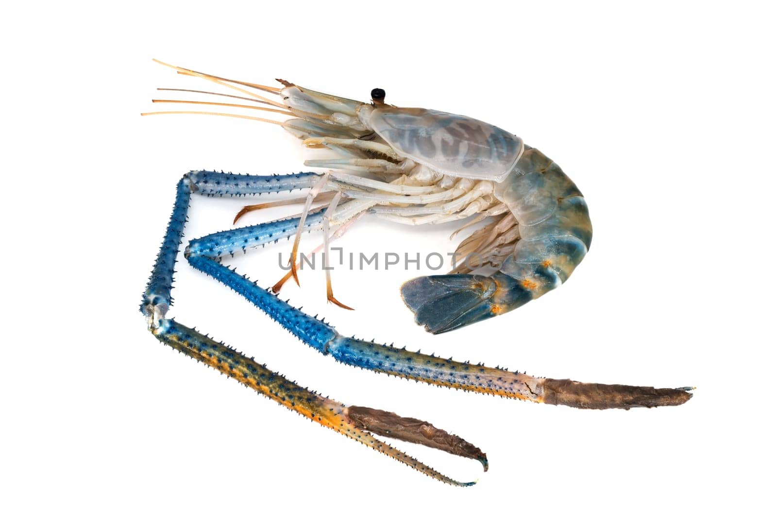 Shrimp isolated,close-up of crustacean on white background