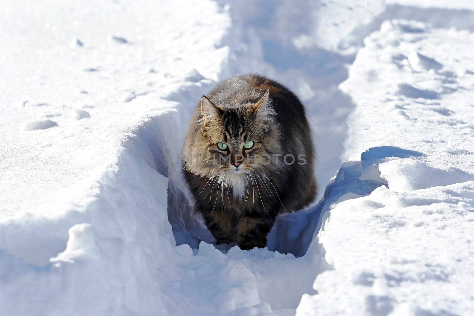 A Norwegian forest cat runs through the snow in winter
