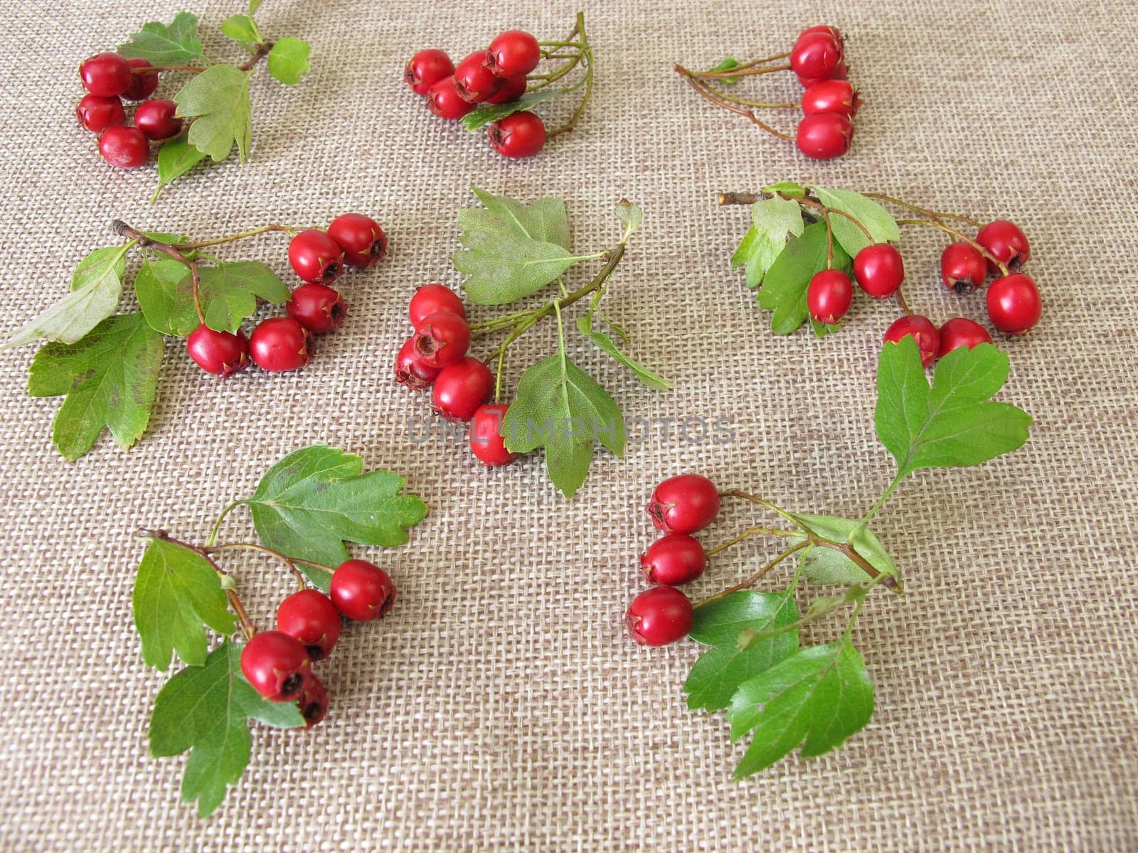 Hawthorn in leaves and berries