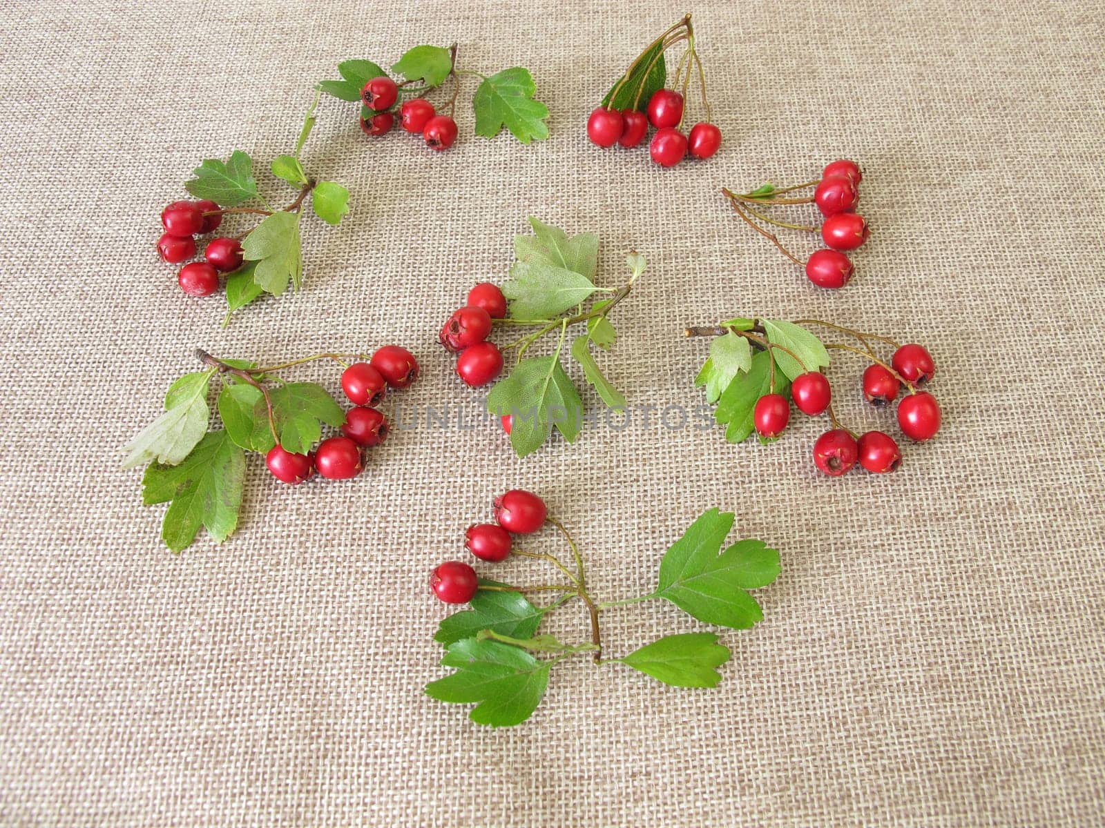 Hawthorn in leaves and berries