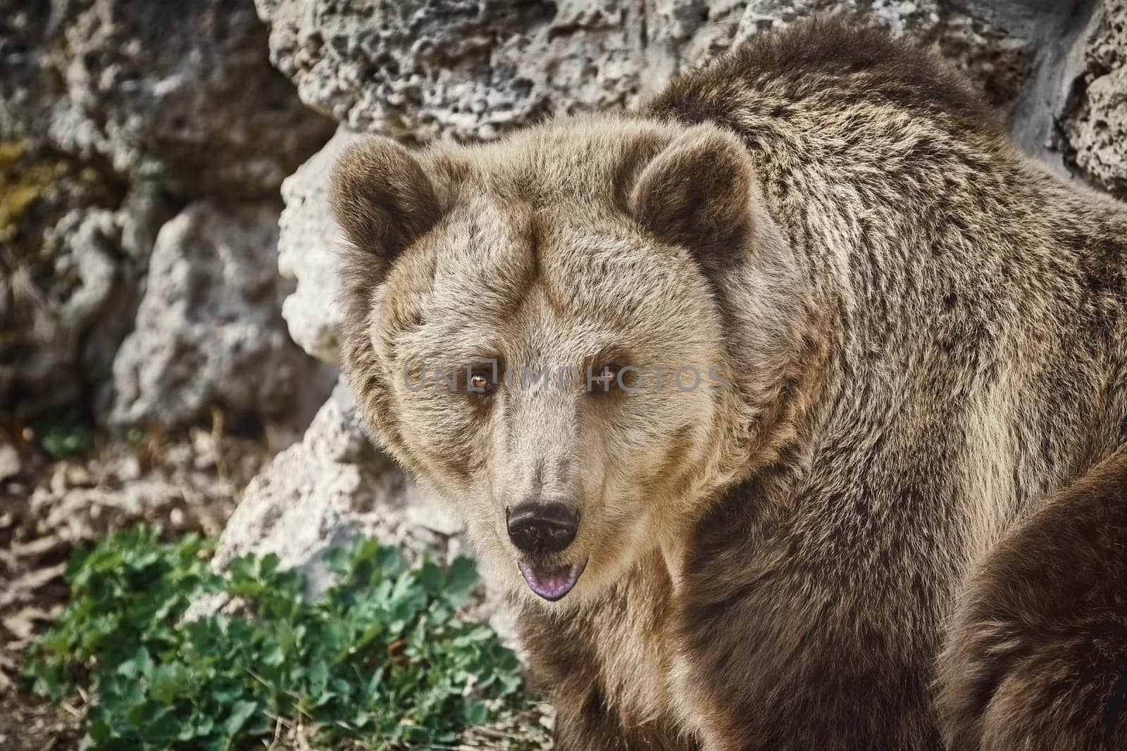 Portrait of Brown Bear (Ursus Arctos)
