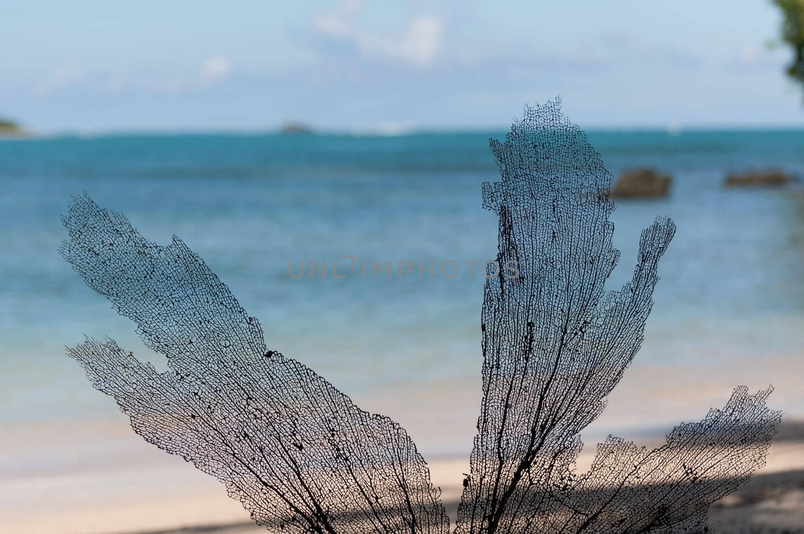 ocean sea in dominican republic in caribbean