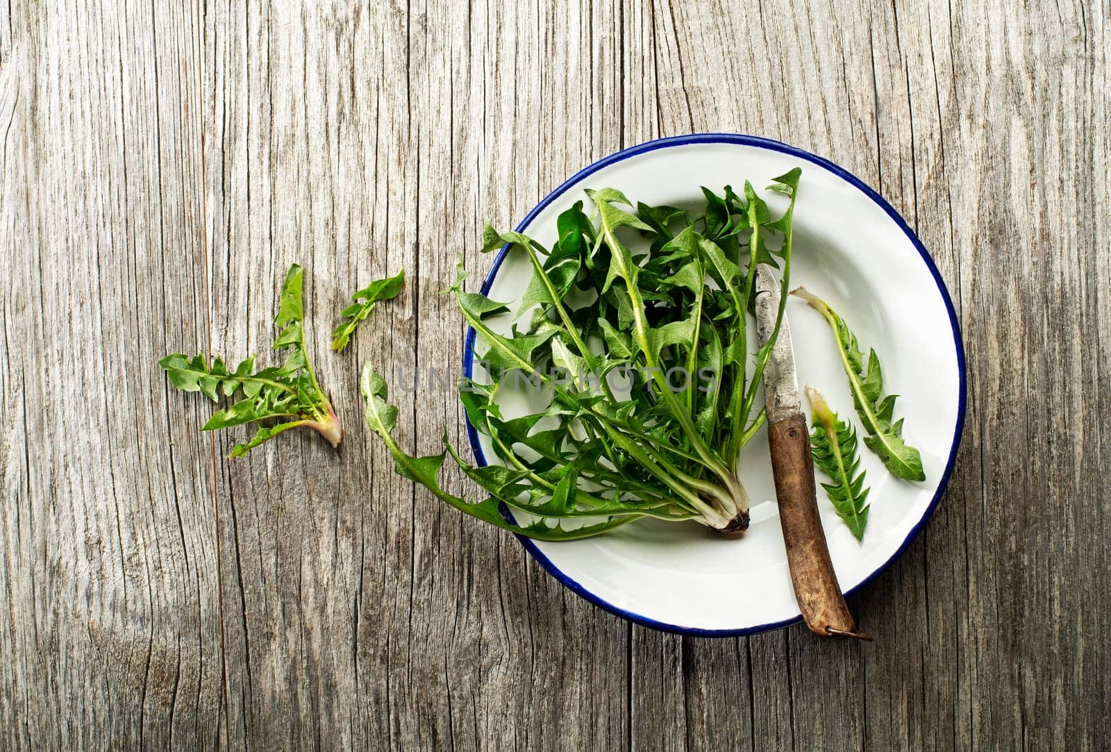 Fresh dandelion leaves on wooden background overhead shoot