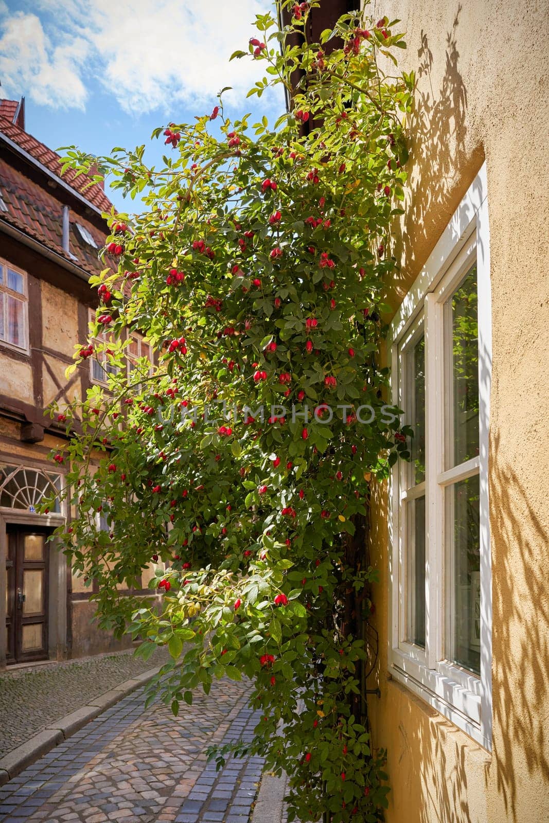 Alley in the old town of Quedlinburg with a rosehip bush