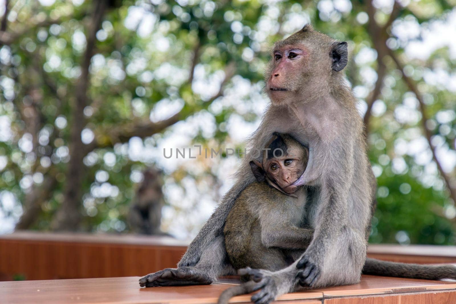Monkey's breast feeding. Selective focus on baby monkey sucking the milk from it's mother and looking to the left with blurred trees in background.