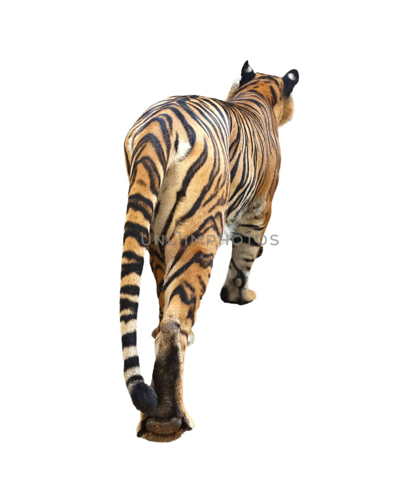 bangal tiger (Panthera tigris) isolated on white background
