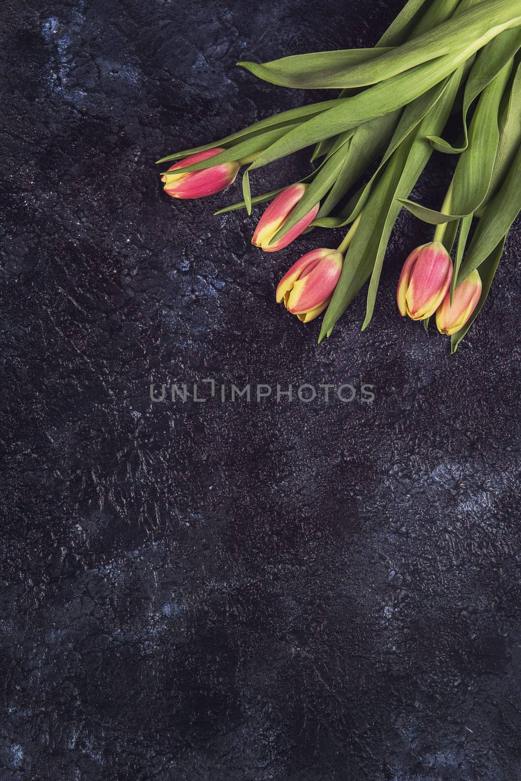Tulips on darken concrete background for Mother's Day, spring time or Easter theme.