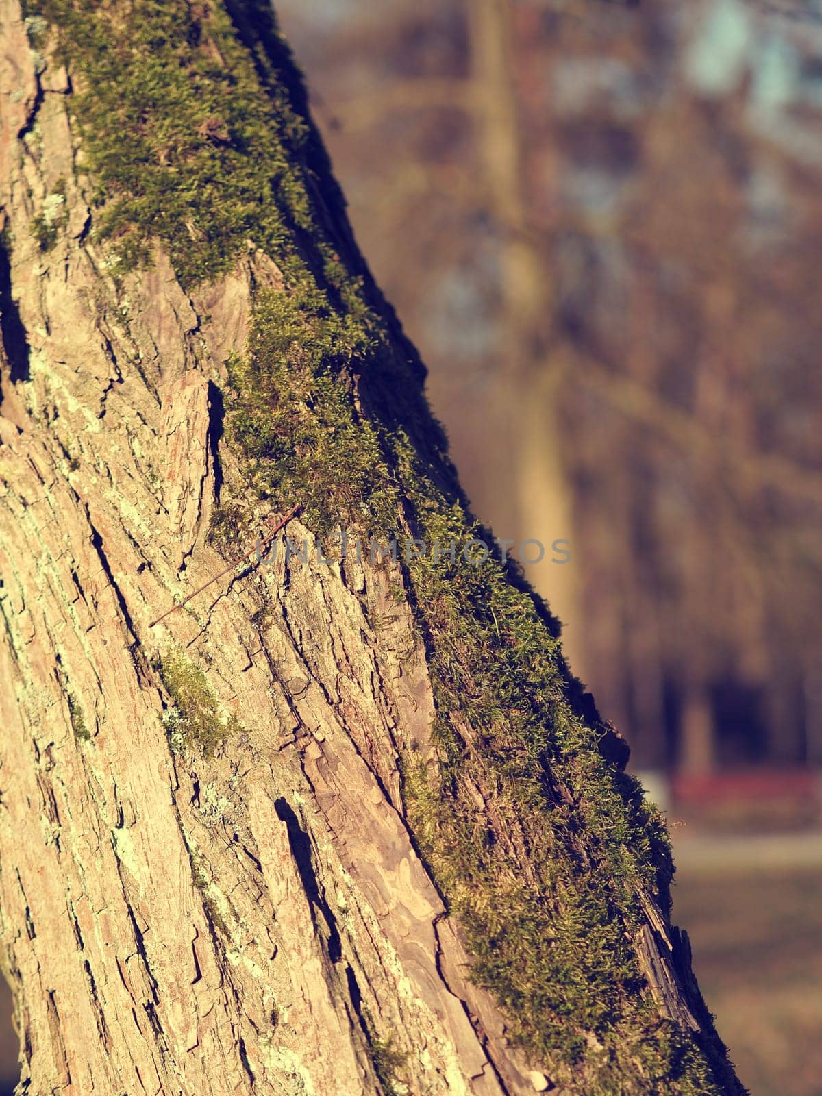 Close up of a beautiful tree on a cold morning, natural season background