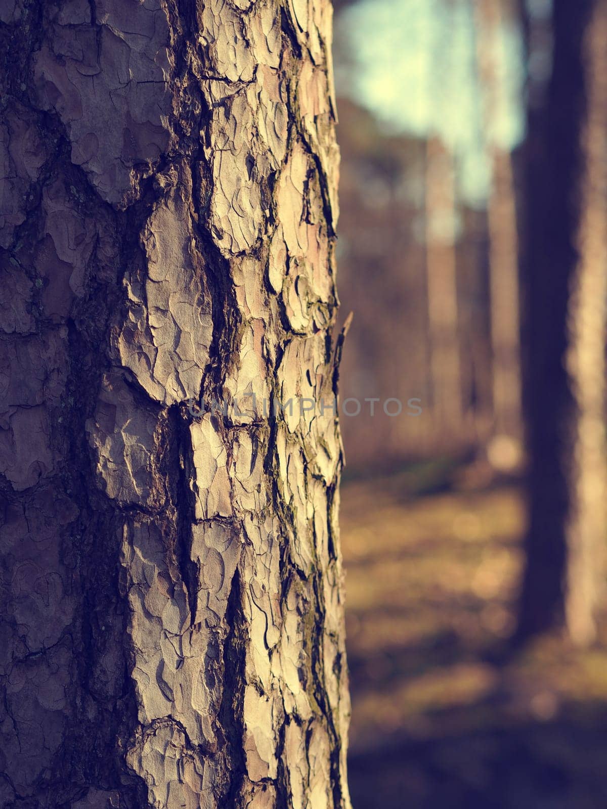 Close up of a beautiful tree on a cold morning, natural season background