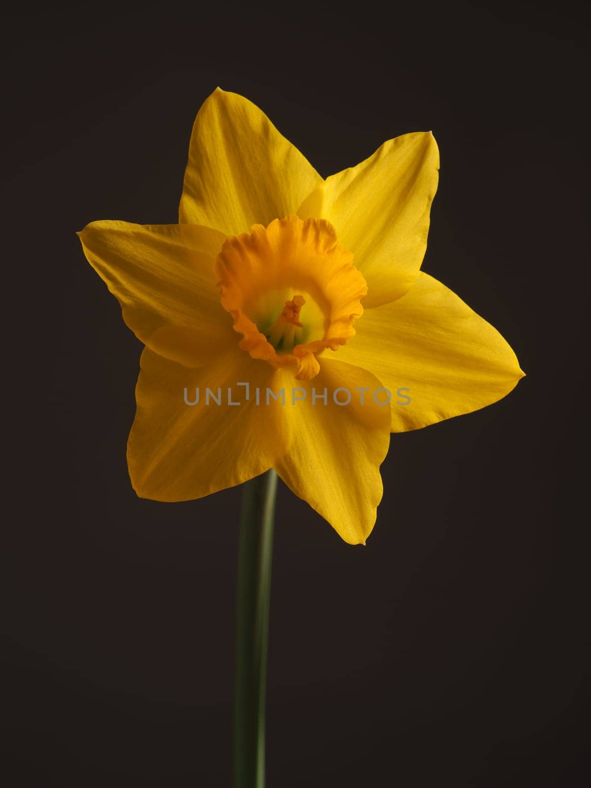 Beautiful single daffodil on a dark background, seasonal plant concept