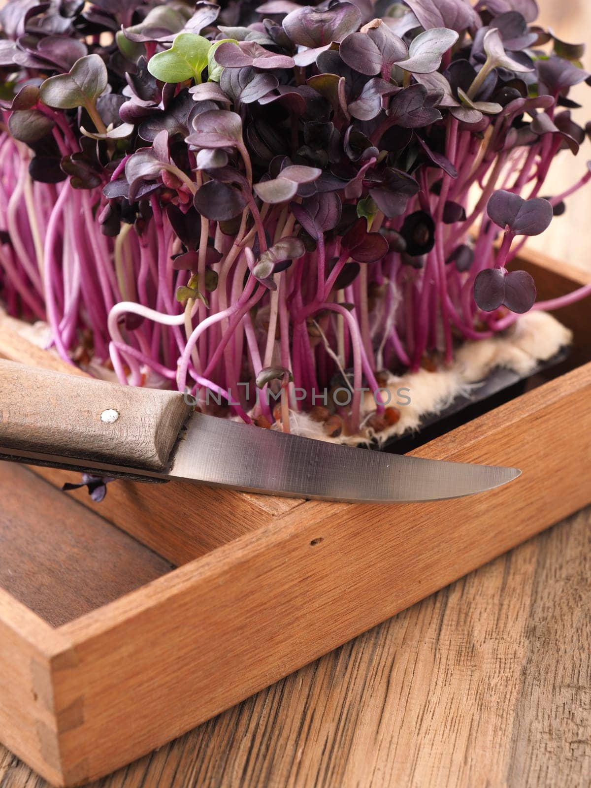 Red radish sprouts in a wooden box on a ktichen table
