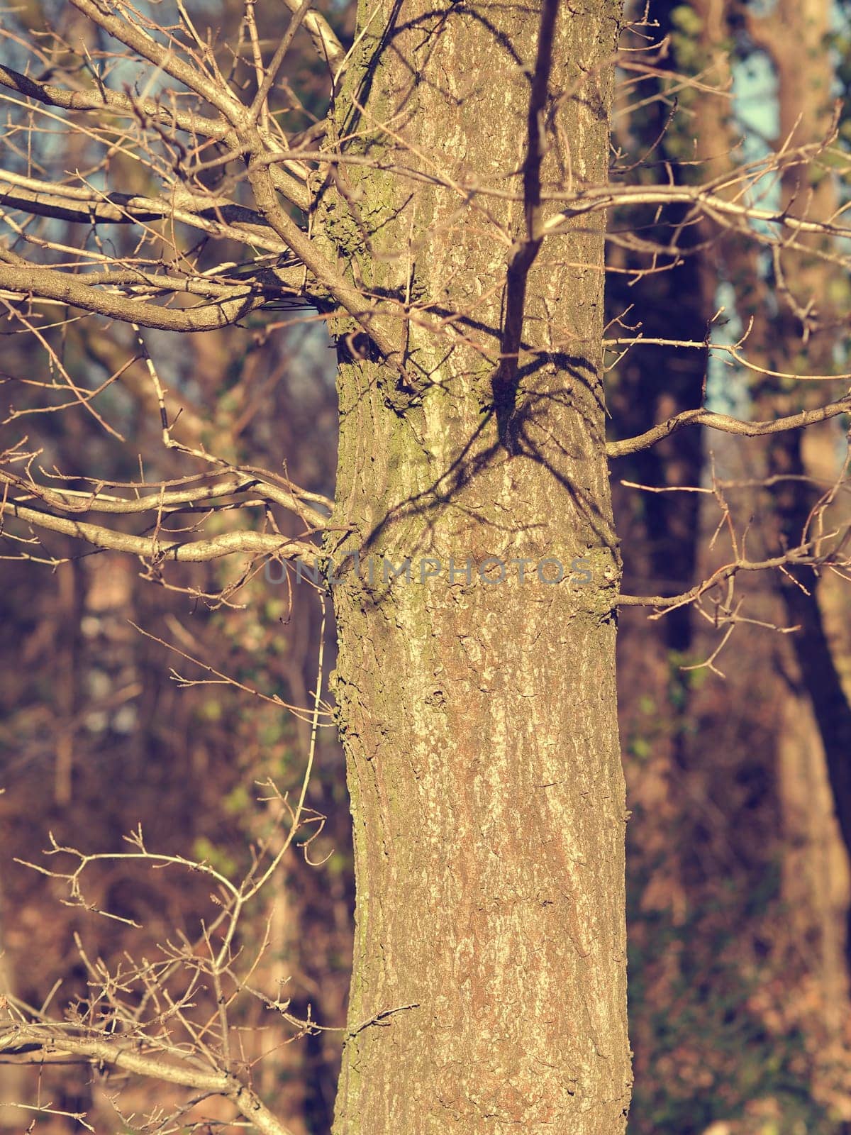 Close up of a beautiful tree on a cold morning, natural season background