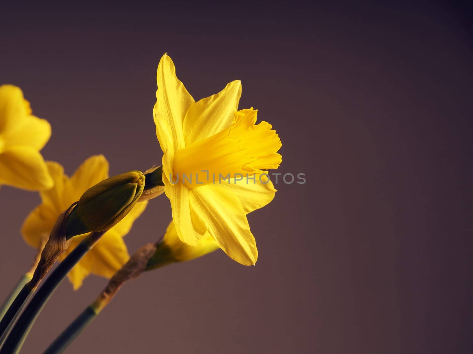 Beautiful daffodils on a dark background with space for text or image