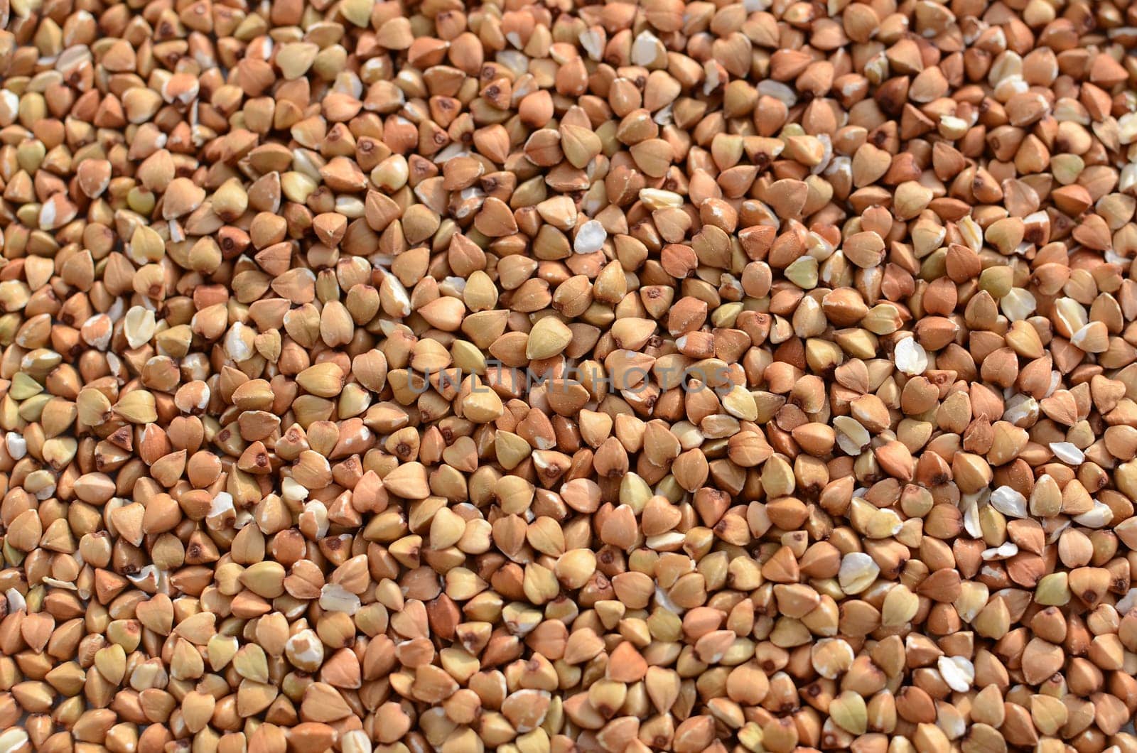 Buckwheat