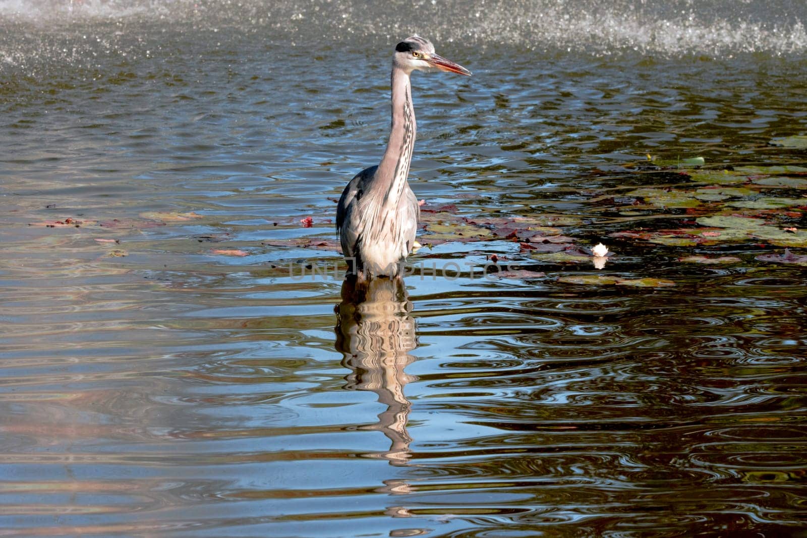 Wild grey heron